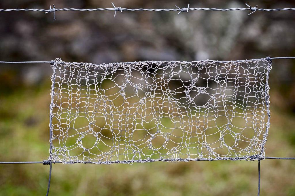 Crugga Rosebud Lace with Barbed Wire